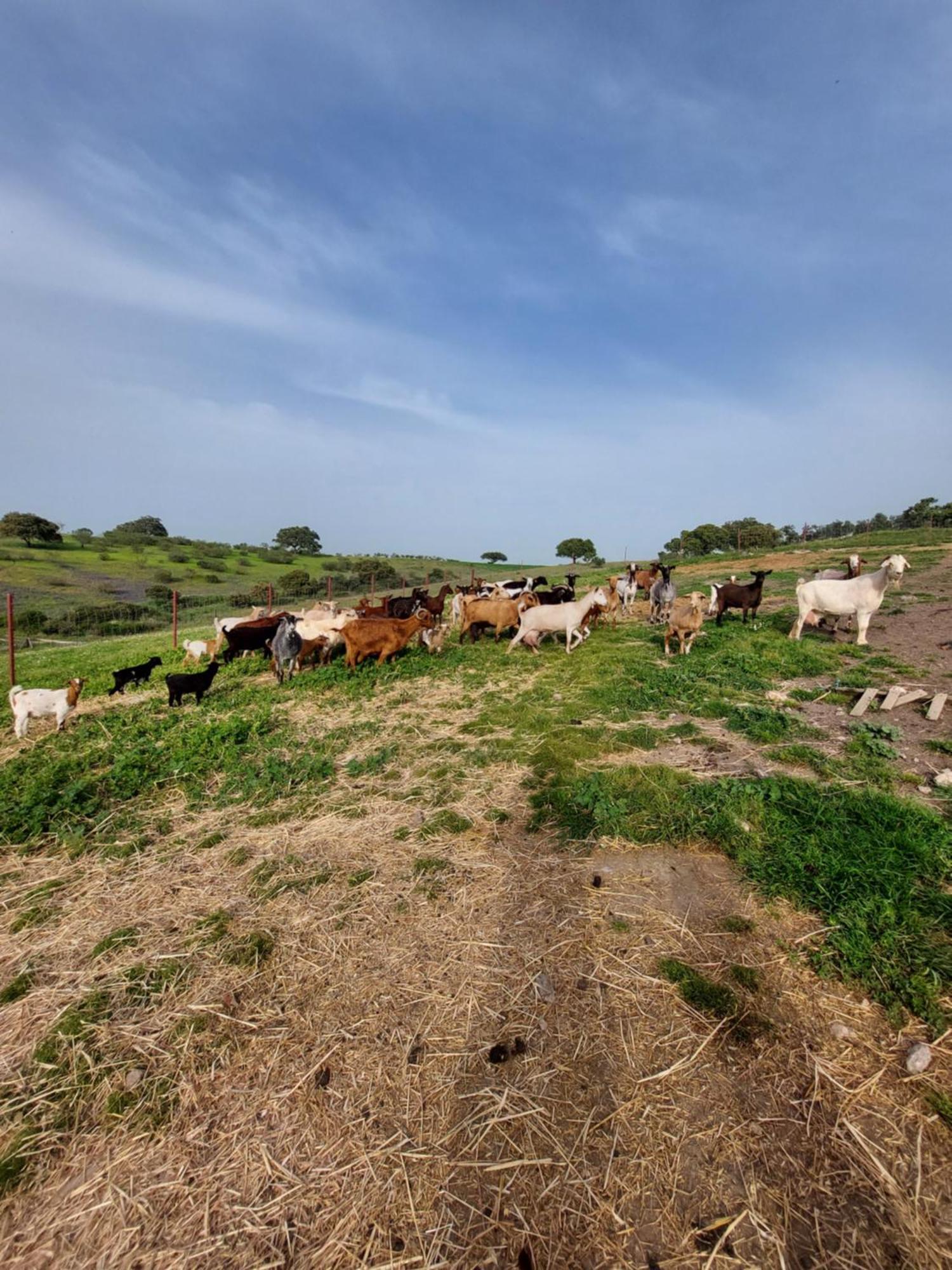 Povoa de Sao Miguel Casa Amarela - Praias Alqueva מראה חיצוני תמונה